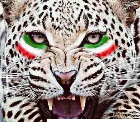 عکس یوز پلنگ ایران