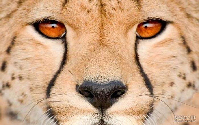عکس های یوزپلنگ ایرانی