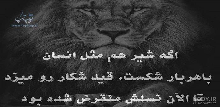 منتخب جذاب ترین عکس گرگ برای پروفایل دخترانه / پسرانه منتخب جذاب ترین عکس گرگ برای پروفایل دخترانه / پسرانه
