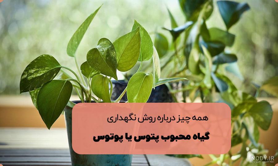 نگهداری پتوس | آموزش شرایط نگهداری گل پتوس و تکثیر و انواع آن نگهداری پتوس | آموزش شرایط نگهداری گل پتوس و تکثیر و انواع آن