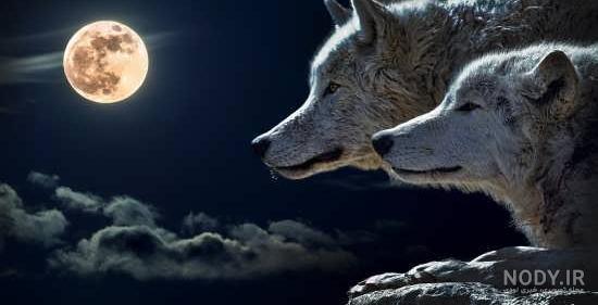 40 عکس گرگ فوق العاده خفن و خیره کننده برای خاص ترین پروفایل 40 عکس گرگ فوق العاده خفن و خیره کننده برای خاص ترین پروفایل