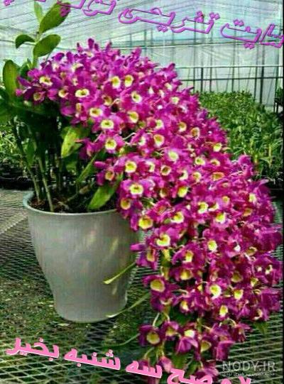 دانلود عکس صبح بخیر سه شنبه دانلود عکس صبح بخیر سه شنبه