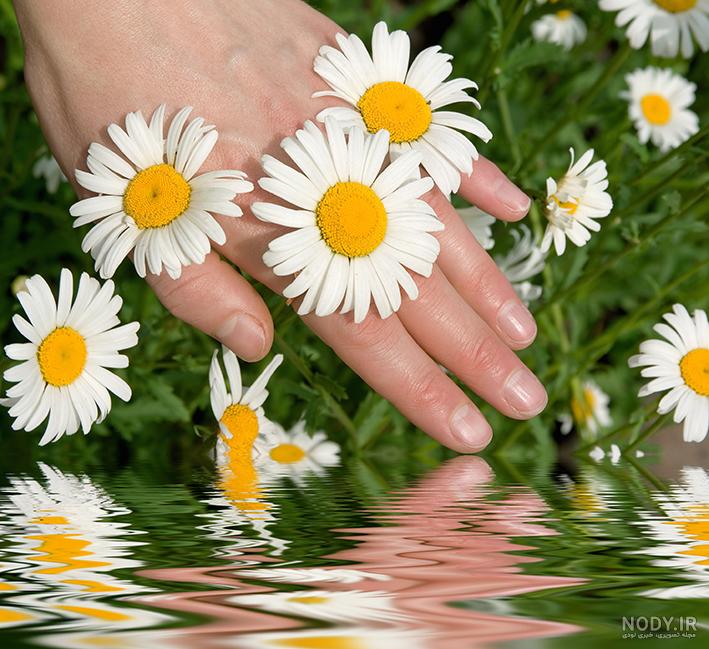 عکس دست های زن با مانیکور قرمز تیره و گل رز قرمز در پس زمنیه سفید – عکس با کیفیت و تصاویر استوک حرفه ای عکس دست های زن با مانیکور قرمز تیره و گل رز قرمز در پس زمنیه سفید – عکس با کیفیت و تصاویر استوک حرفه ای
