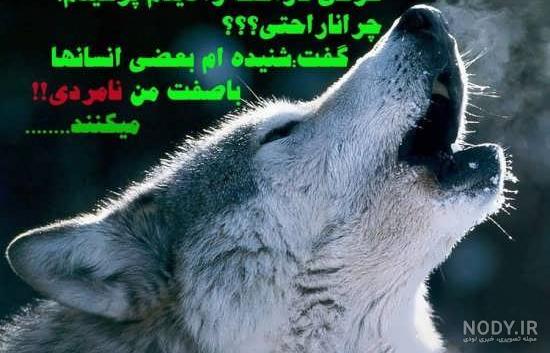 عکس پروفایل پسرانه گرگ با متن عکس پروفایل پسرانه گرگ با متن