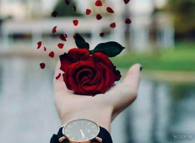 عکس گل در دست مرد عکس گل در دست مرد