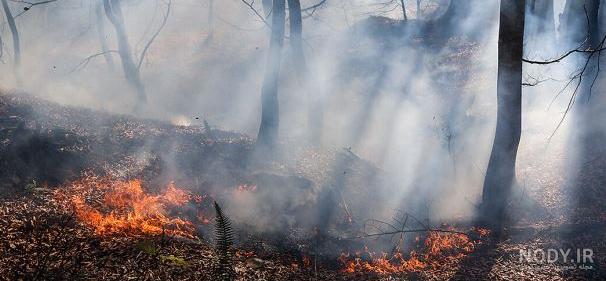 فرارو | (تصاویر) آتش سوزی در جنگل‌های گیلان