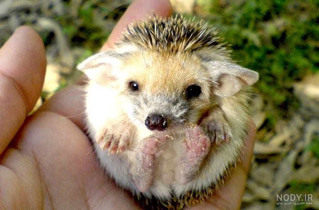 🦔 تعبیر خواب جوجه تیغی از نظر معبران معروف و موضوعات مختلف - فردای تازه 🦔 تعبیر خواب جوجه تیغی از نظر معبران معروف و موضوعات مختلف - فردای تازه