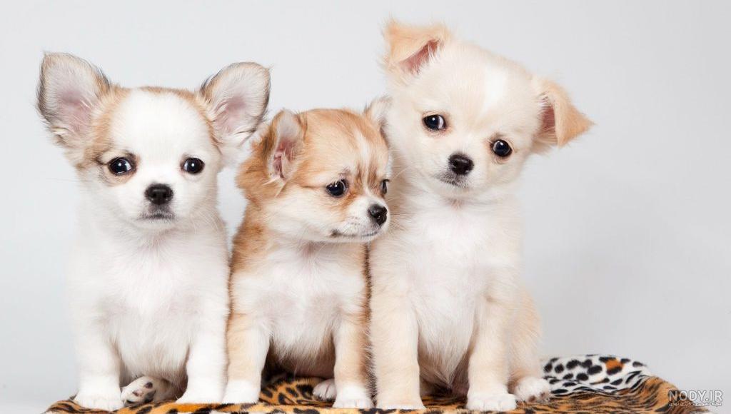 برنامه پس زمینه زنده سگ HD Dog - دانلود | بازار
