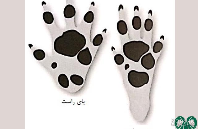 تشی - ویکی‌پدیا، دانشنامهٔ آزاد