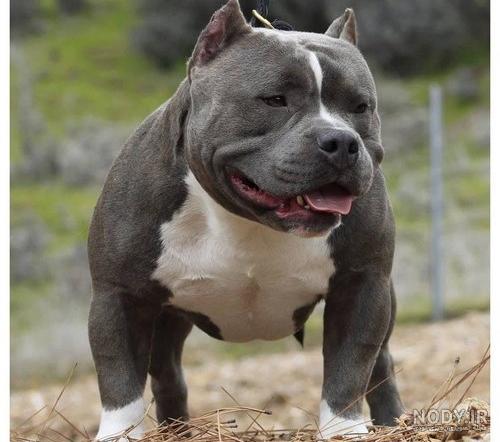 خصوصیات سگ پیت بول (Pit bull) به همراه بررسی قیمت و لوازم مورد نیاز - Happypet خصوصیات سگ پیت بول (Pit bull) به همراه بررسی قیمت و لوازم مورد نیاز - Happypet
