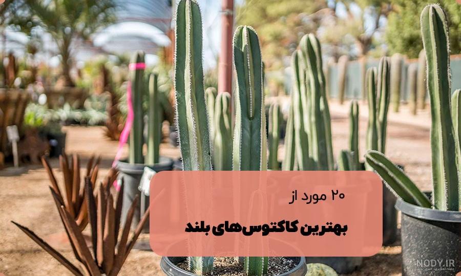 دانلود عکس کاکتوس های زیبا