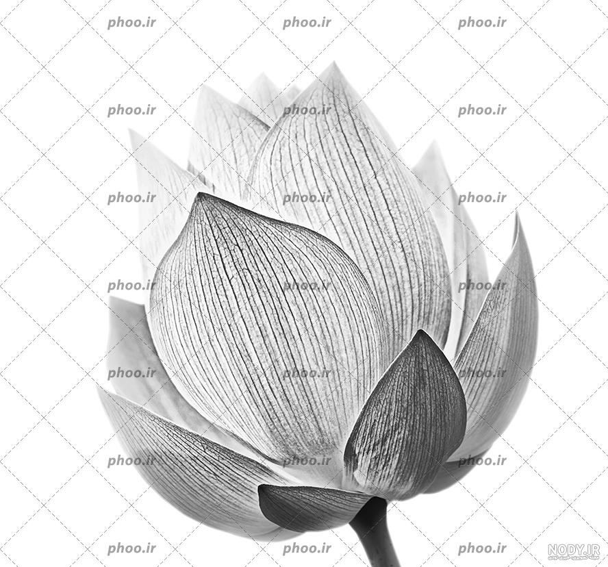 عکس رنگ سیاهی عکس رنگ سیاهی