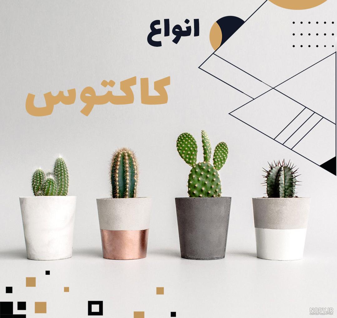 عکس های زیبا از گل های رنگارنگ و خیره کننده کاکتوس های شگفت انگیز