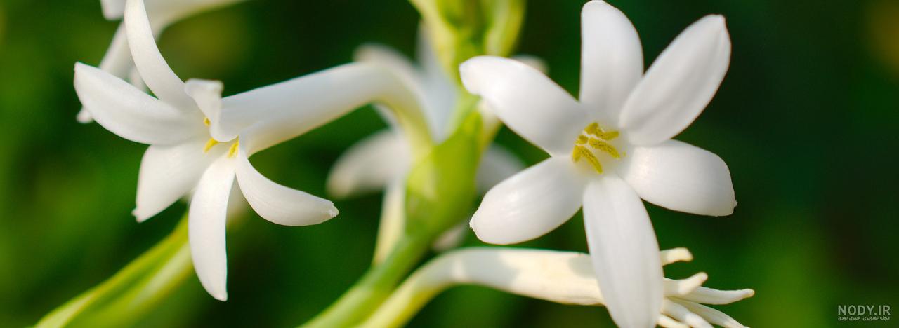 عکس مریم گلی پنبه ای