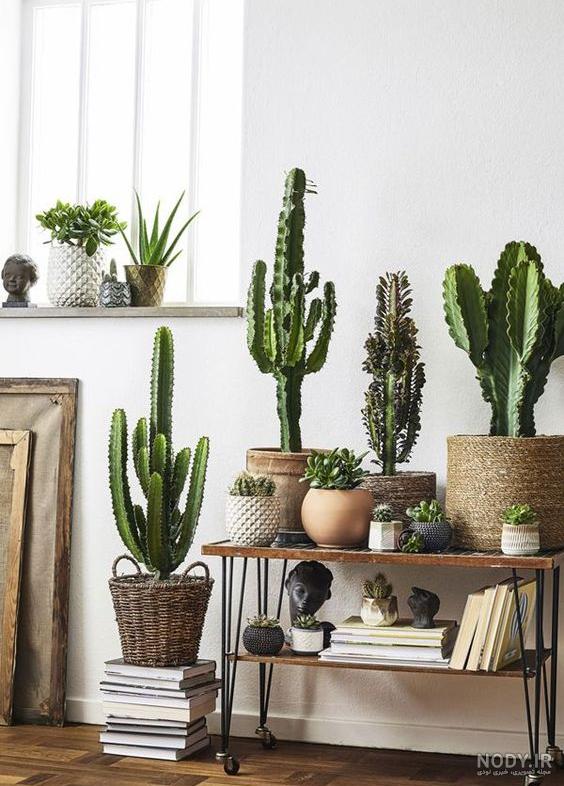 عکس هایی از زیباترین کاکتوس های گل دار و گوشتی سراسر جهان
