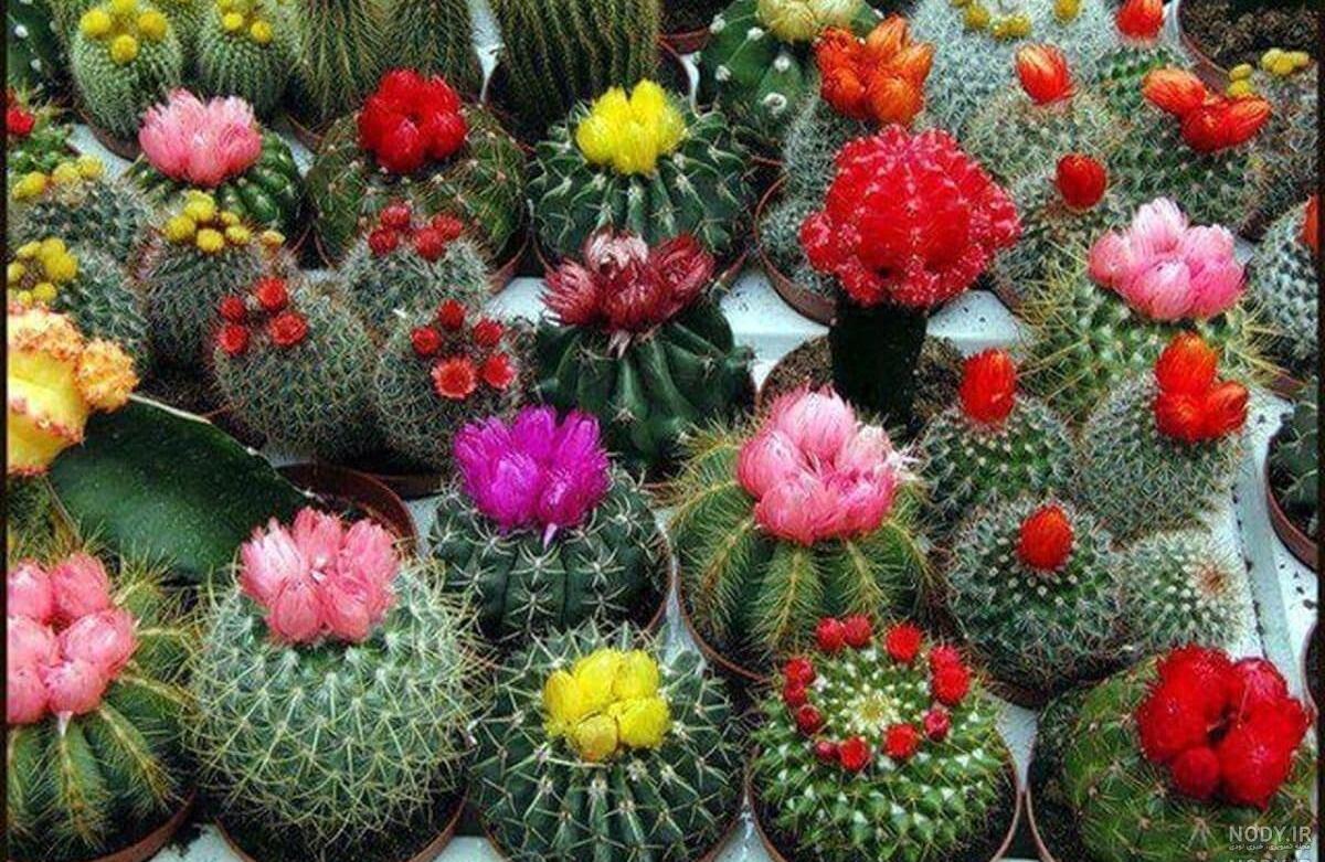 عکس کاکتوس های زیبا