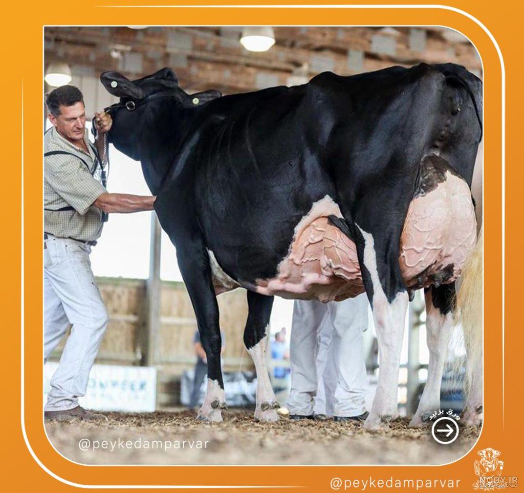 عکس گاو هلندی شیری