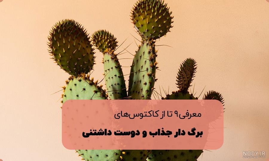 عکس گل کاکتوس برای پروفایل