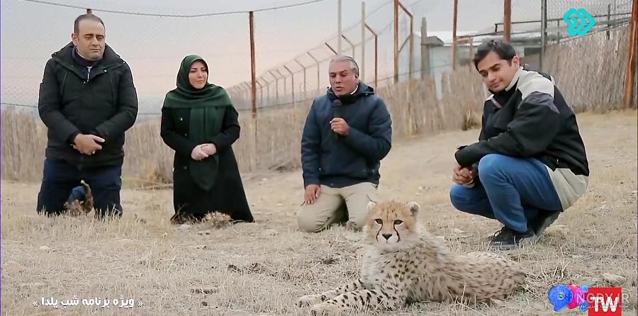 فرق پلنگ و یوزپلنگ در چیست . از سری دانستنیهای علمی کودکان - ایستگاه کودک فرق پلنگ و یوزپلنگ در چیست . از سری دانستنیهای علمی کودکان - ایستگاه کودک