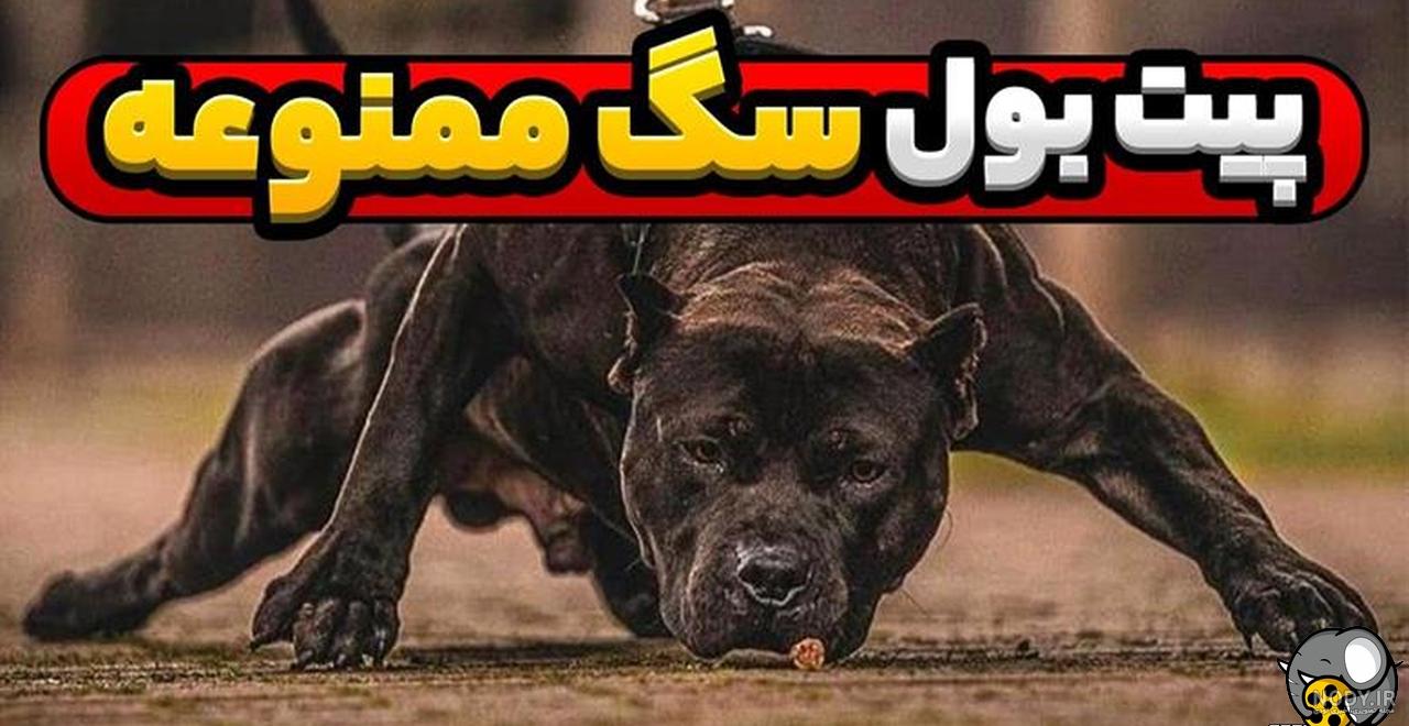 معرفی کامل سگ پیت بول (انواع نژاد سگ پیت بول + خصوصیات آن) معرفی کامل سگ پیت بول (انواع نژاد سگ پیت بول + خصوصیات آن)