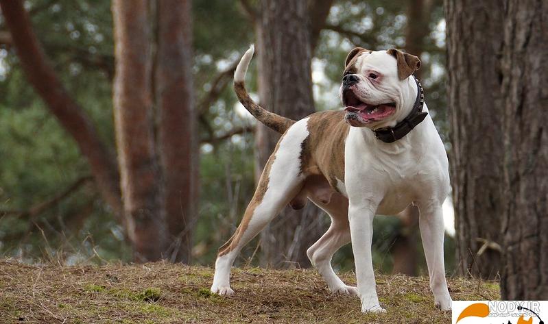 نژاد سگ آمریکن پیت بول تریر (American Pit Bull Terrier) عکس و ویدیو نژاد سگ آمریکن پیت بول تریر (American Pit Bull Terrier) عکس و ویدیو