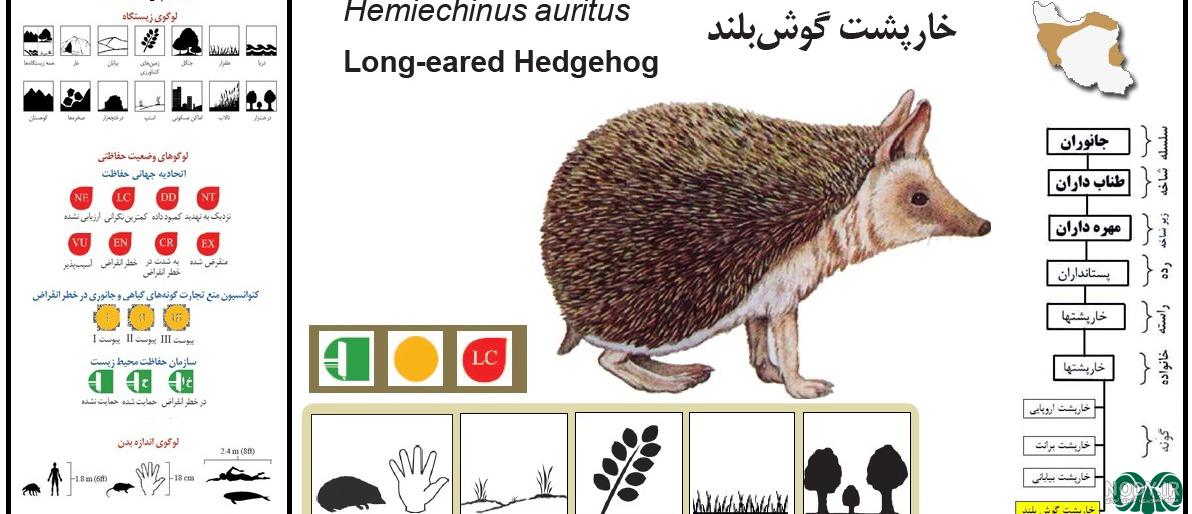 همه چیز درباره جوجه تیغی + نگهداری و تغذیه - دکتر حیوانات شیراز همه چیز درباره جوجه تیغی + نگهداری و تغذیه - دکتر حیوانات شیراز