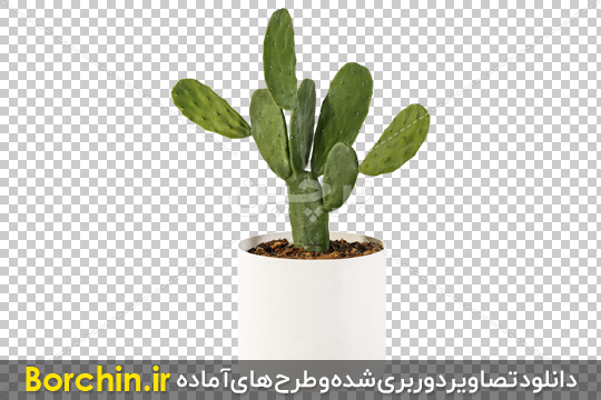 ۲۶ نوع کاکتوس برای باغ شما (همراه با تصاویر) – داخلی، خارجی - ژمینو کاکتوس
