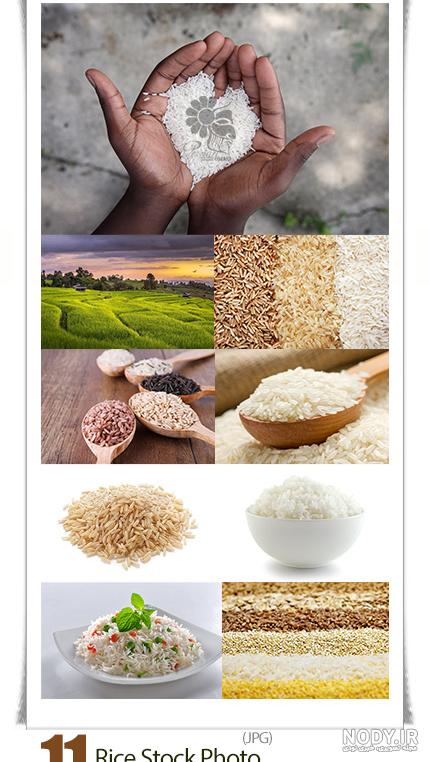 آخرين وضعيت خريد گندم، برنج و كلزا اعلام شد - ایرنا آخرين وضعيت خريد گندم، برنج و كلزا اعلام شد - ایرنا