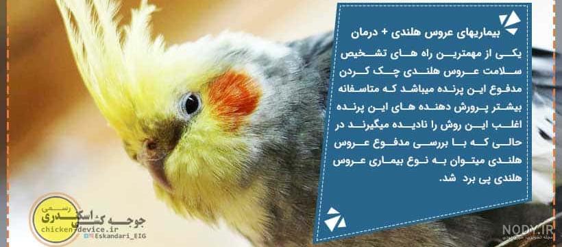 آموزش دون خور کردن جوجه عروس هلندی - مرجع تخصصی عروس هلندی آموزش دون خور کردن جوجه عروس هلندی - مرجع تخصصی عروس هلندی