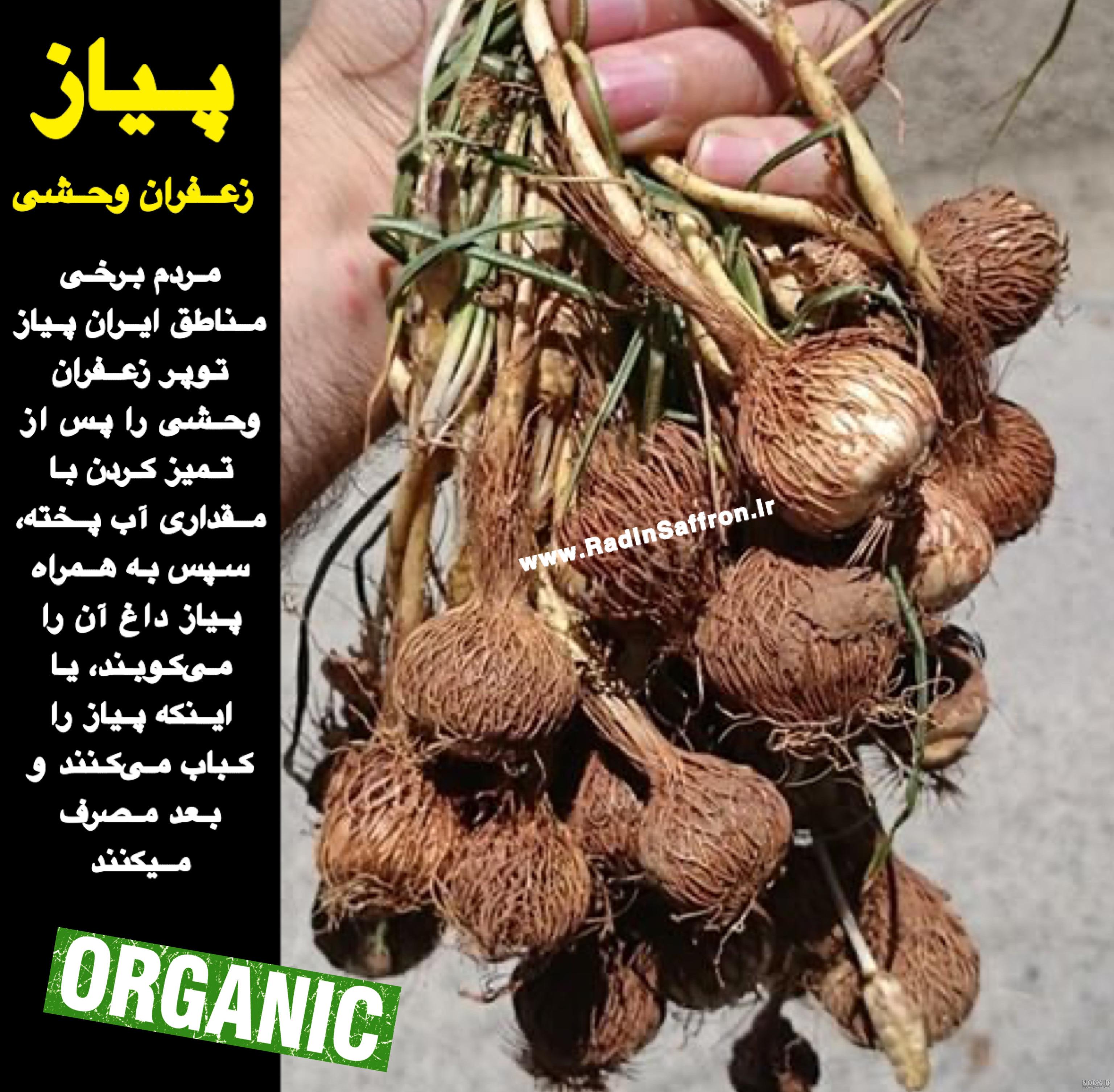 از خواص تا مضرات جو قاسم را اینجا بخوانید!