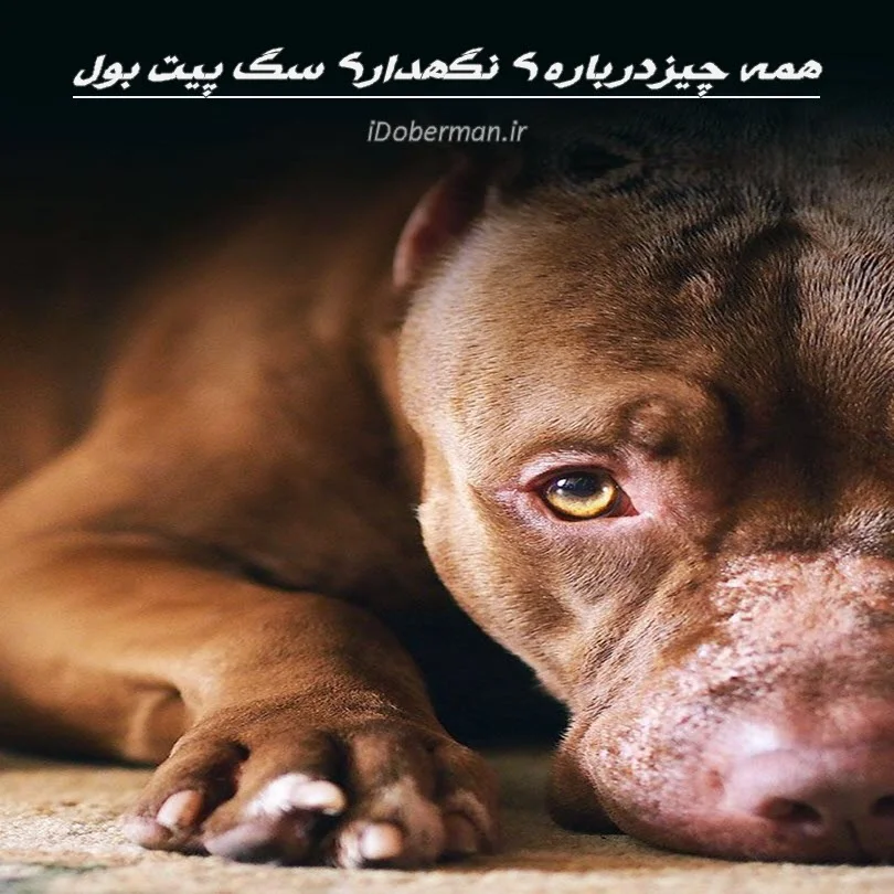ببینید | لحظه تکان‌دهنده حمله سگ پیت‌بول به یک زن؛ تهدید به شکایت؟