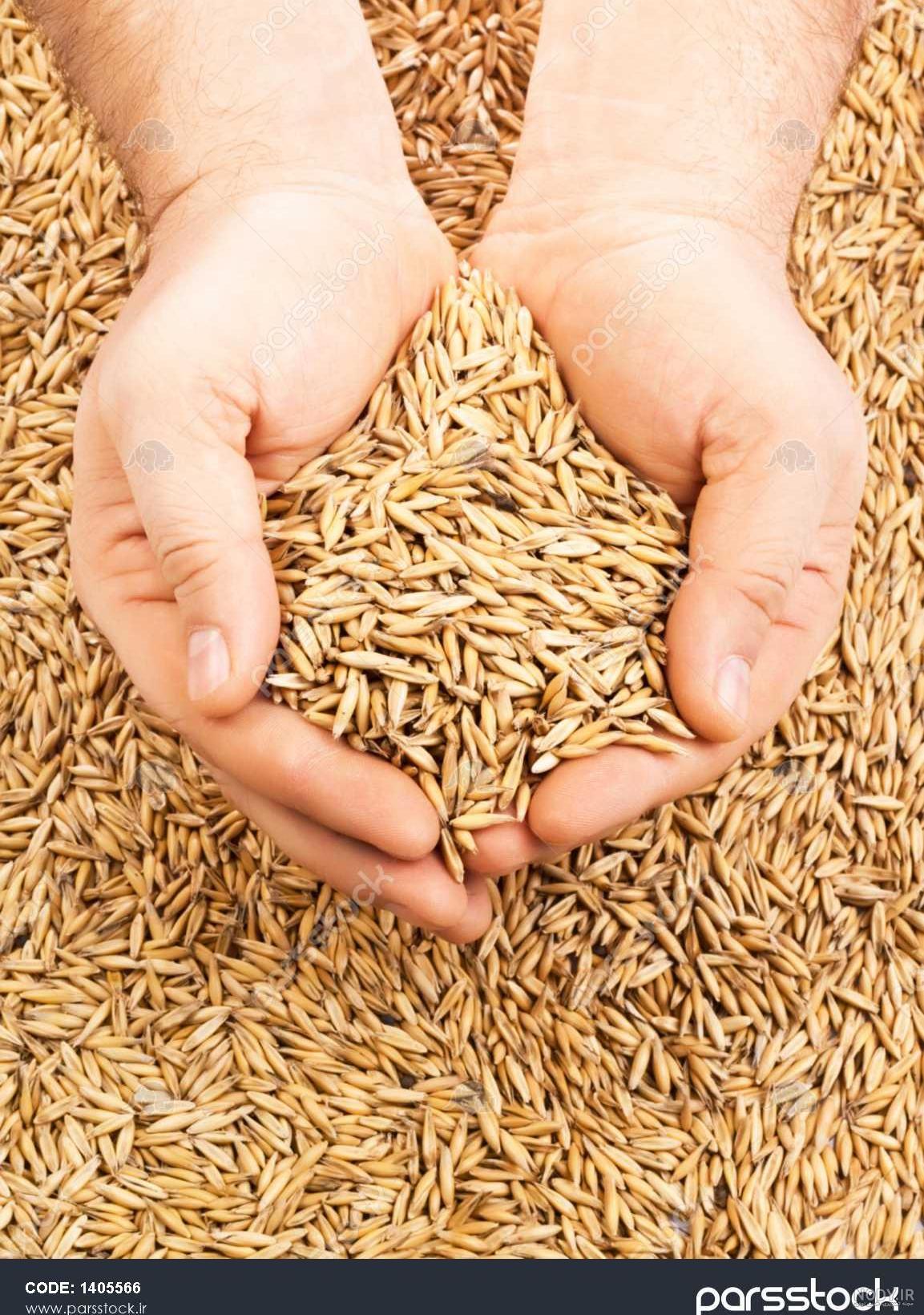 بذرهای گواهی شده برنج اواخر بهمن ماه در گیلان توزیع می شود - ایرنا بذرهای گواهی شده برنج اواخر بهمن ماه در گیلان توزیع می شود - ایرنا