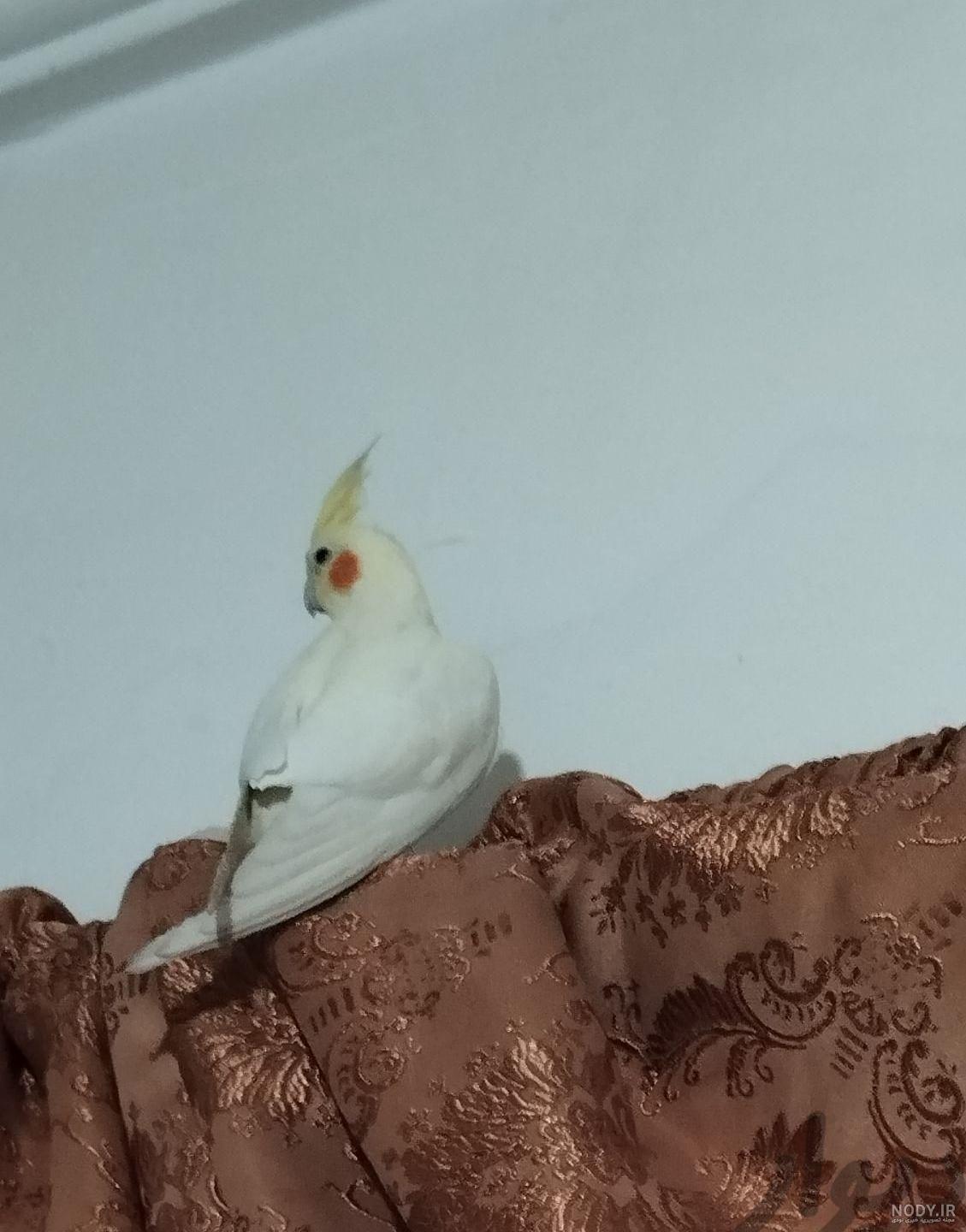 بیماری های عروس هلندی 🐦 + روش درمان - فروشگاه چیکن دیوایس بیماری های عروس هلندی 🐦 + روش درمان - فروشگاه چیکن دیوایس