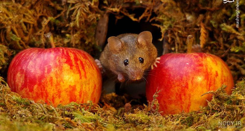 ترجمه کلمه dormouse به فارسی | دیکشنری انگلیسی بیاموز ترجمه کلمه dormouse به فارسی | دیکشنری انگلیسی بیاموز