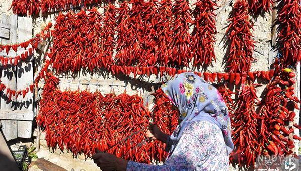 جذب گردشگر با خشک کردن فلفل به روش سنتی + عکس