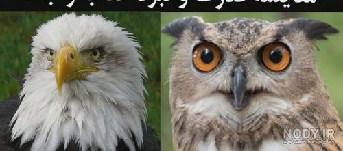 جغد و عقاب مهمان مشهدی‌ها شدند - ایسنا