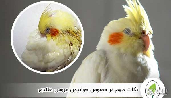 جوجه عروس هلندی های ۲ماهه تازه دونخور مجموعه جدید جوجه عروس هلندی های ۲ماهه تازه دونخور مجموعه جدید