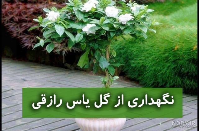 خرید و قیمت گل یاس عربی معطر و رونده | ترب خرید و قیمت گل یاس عربی معطر و رونده | ترب