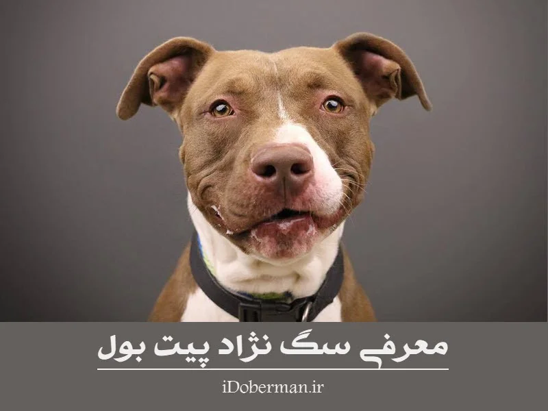 خصوصیات سگ پیت بول (Pit bull) به همراه بررسی قیمت و لوازم مورد نیاز -  Happypet