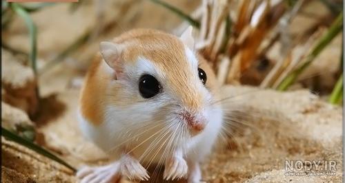 خصوصیت اعجاب انگیز موش صحرایی | جدول یاب