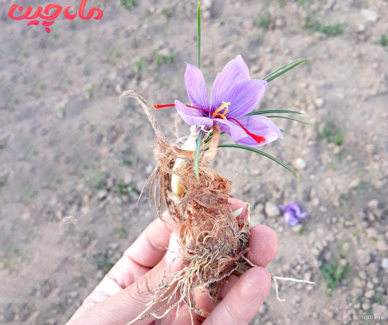 خواص و موارد مصرف زعفران وحشی چیست؟+عکس