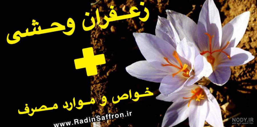 دانلود تصویر پکیج عکس فوق العاده با کیفیت زعفران و گل زعفران JPG - نمایشگاه  هنر ایران