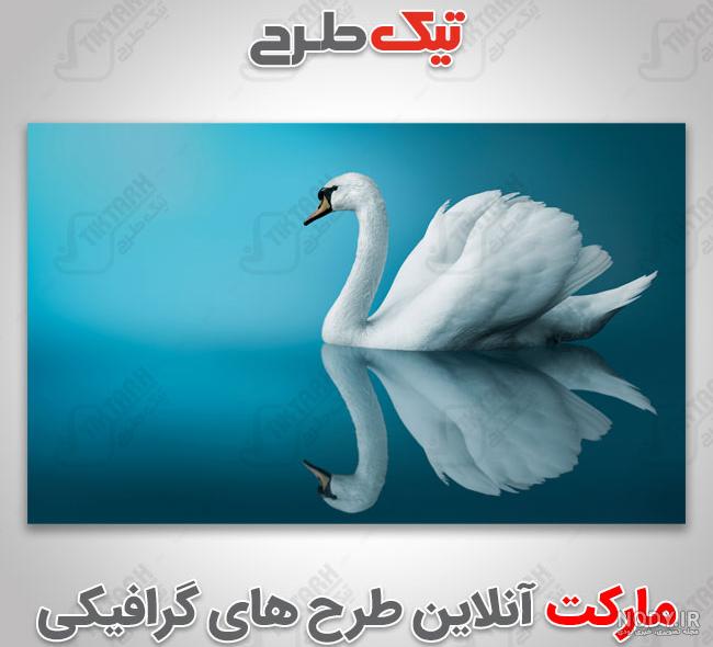 دو قو در دریاچه چشم انداز زیبا و پرتو خورشید 1044246 دو قو در دریاچه چشم انداز زیبا و پرتو خورشید 1044246