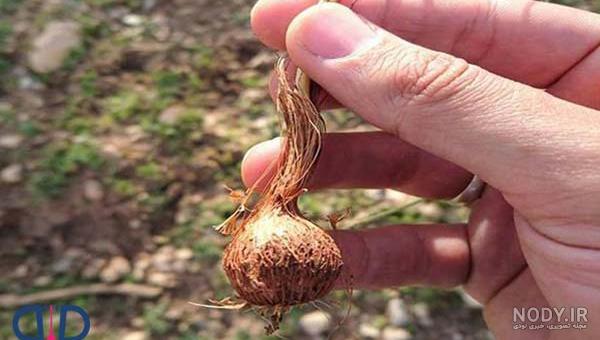 زعفران کوهی