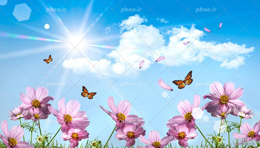 زیباترین تصاویر گل