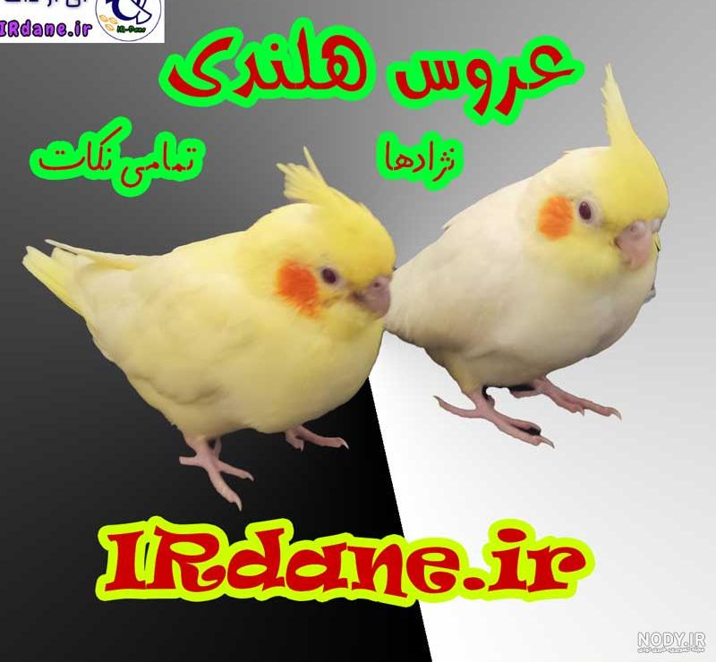 سوالات رایج درباره عروس هلندی | غذا خوردن و رام کردن کوکاتیل ها سوالات رایج درباره عروس هلندی | غذا خوردن و رام کردن کوکاتیل ها