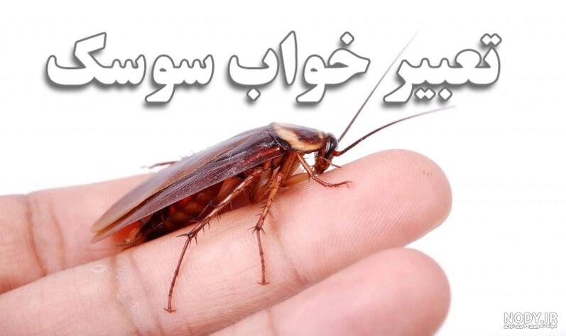 سوسک کمدی - اسپوتا مجیک شاپ