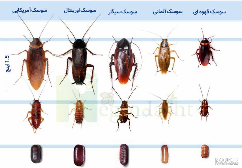 سوسک‌ها» اصلا چرا به وجود آمدند؟