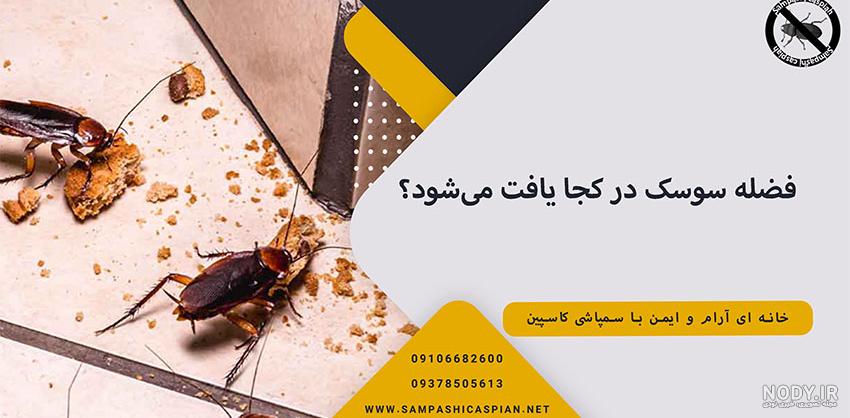 سوسک‌هایی که دل گردشگران را برده‌اند+تصاویر