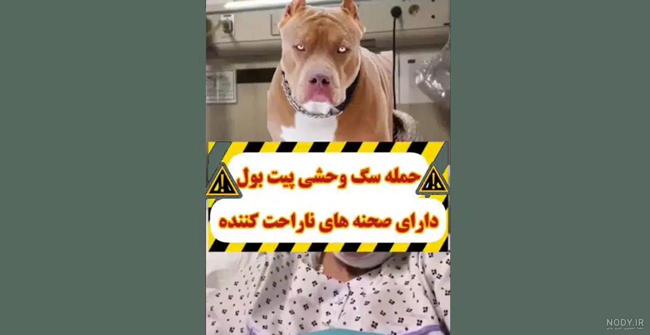 سگ پیت بول آمریکایی مشکی و شکلاتی - سگ
